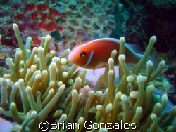 Image from Truk. Anemone Fish. by Brian Gonzales 